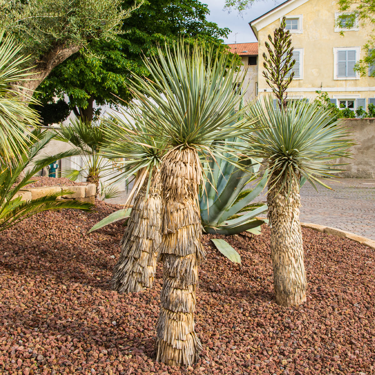 Yucca rostrata - Blauwe yucca - Yucca - Palmlelie