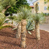 Yucca rostrata - Blauwe yucca - Yucca - Palmlelie