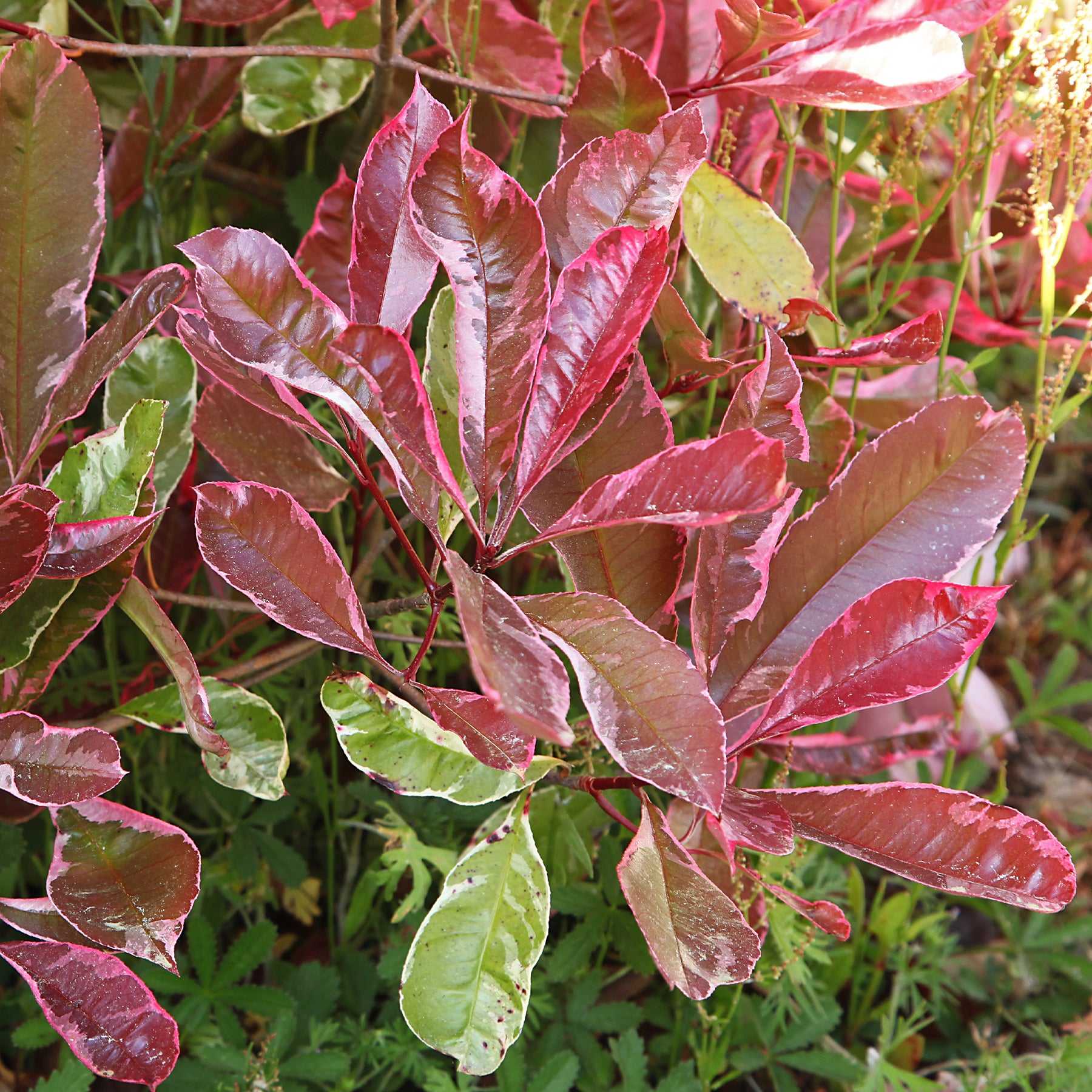 Verkoop Photinia fraseri Louise - Photinia x fraseri Louise