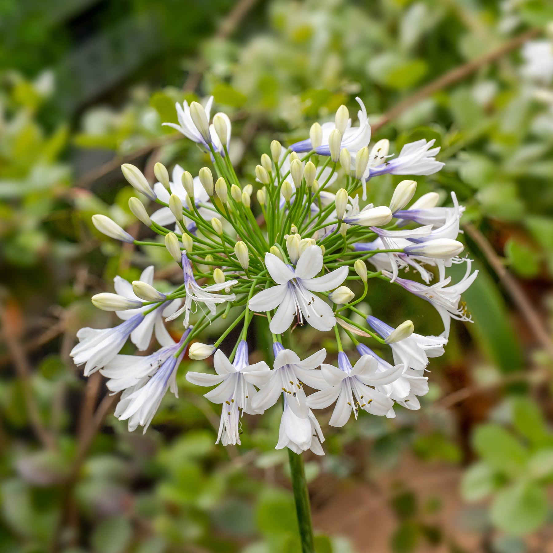Afrikaanse lelie 'Queen mum' - Agapanthus Queen Mum - Willemse