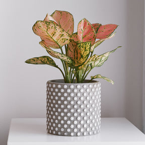 Aglaonema Pink Star - Aglaonema Pink Star - Willemse