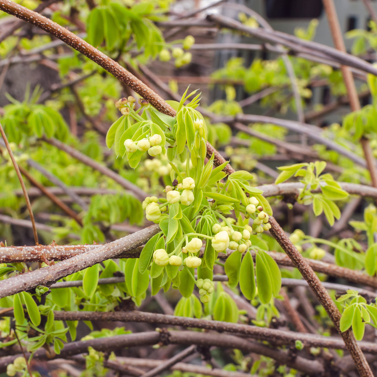 Vijfbladige akebia / Schijnaugurk - Akebia quinata Alba - Willemse