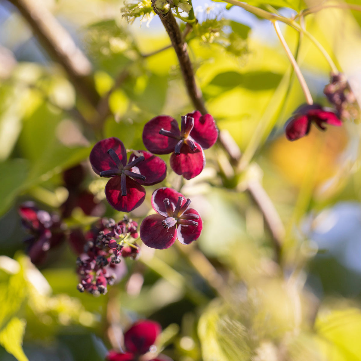 Driebladige Akébia - Willemse