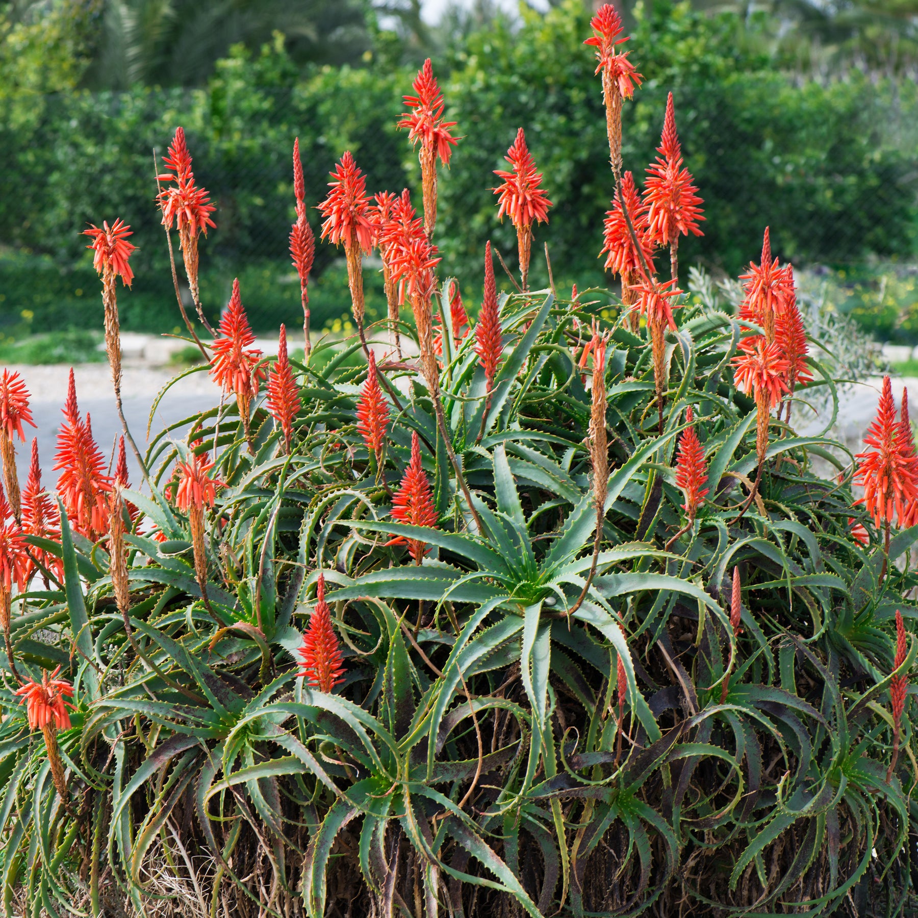 Aloë arborescens