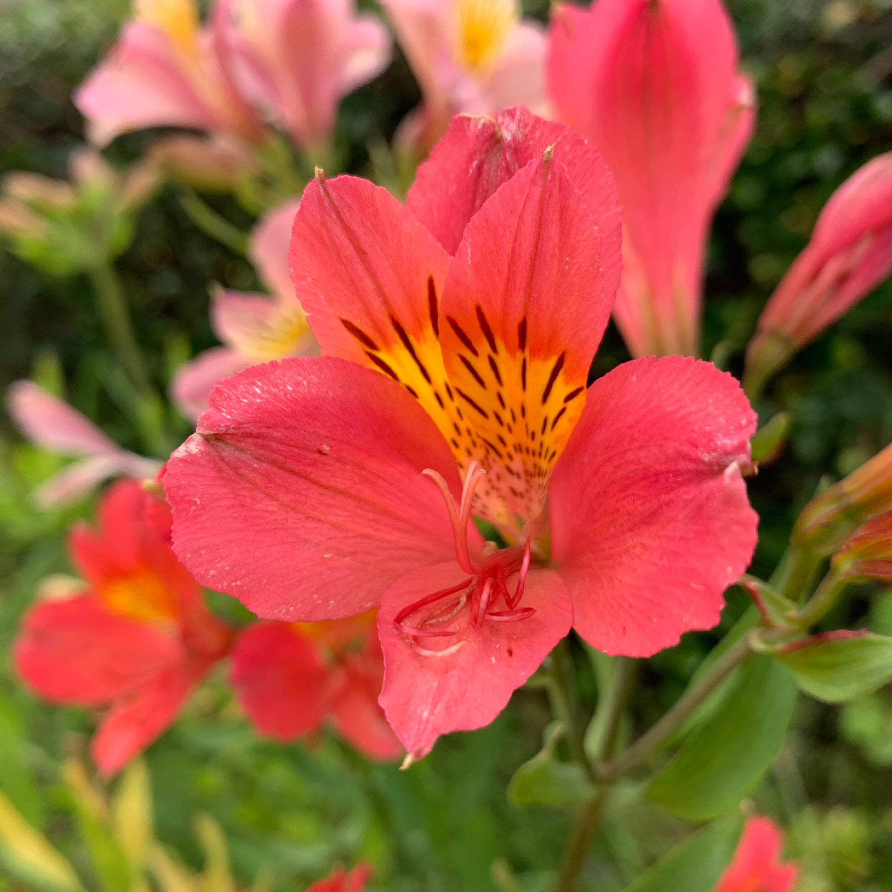 Alstroemeria Little Miss Zoé ® - Alstromeria Little Miss Zoe ® - Alstroemeria - Incalelie