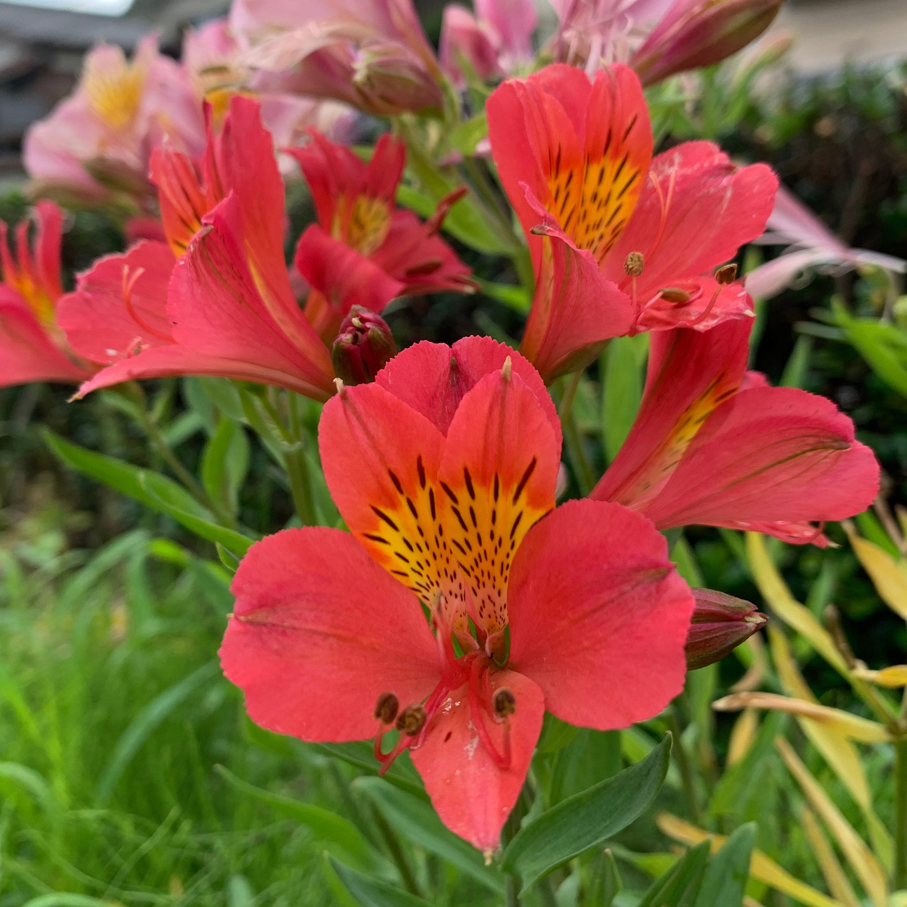Alstromeria Little Miss Zoe ® - Alstroemeria Little Miss Zoé ® - Willemse
