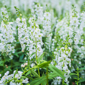 Witte angelonia - Angelonia white - Willemse
