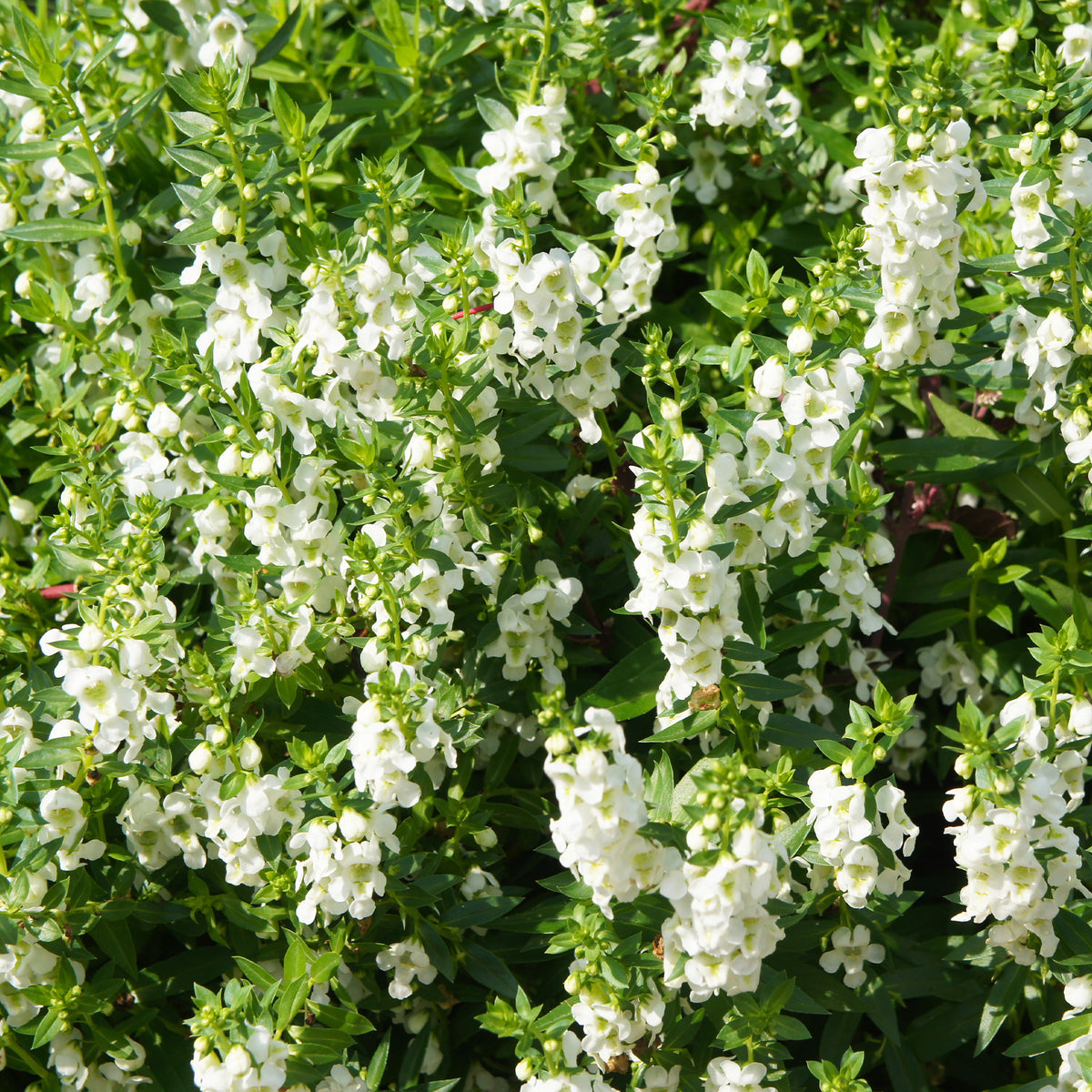 Witte angelonia - Willemse