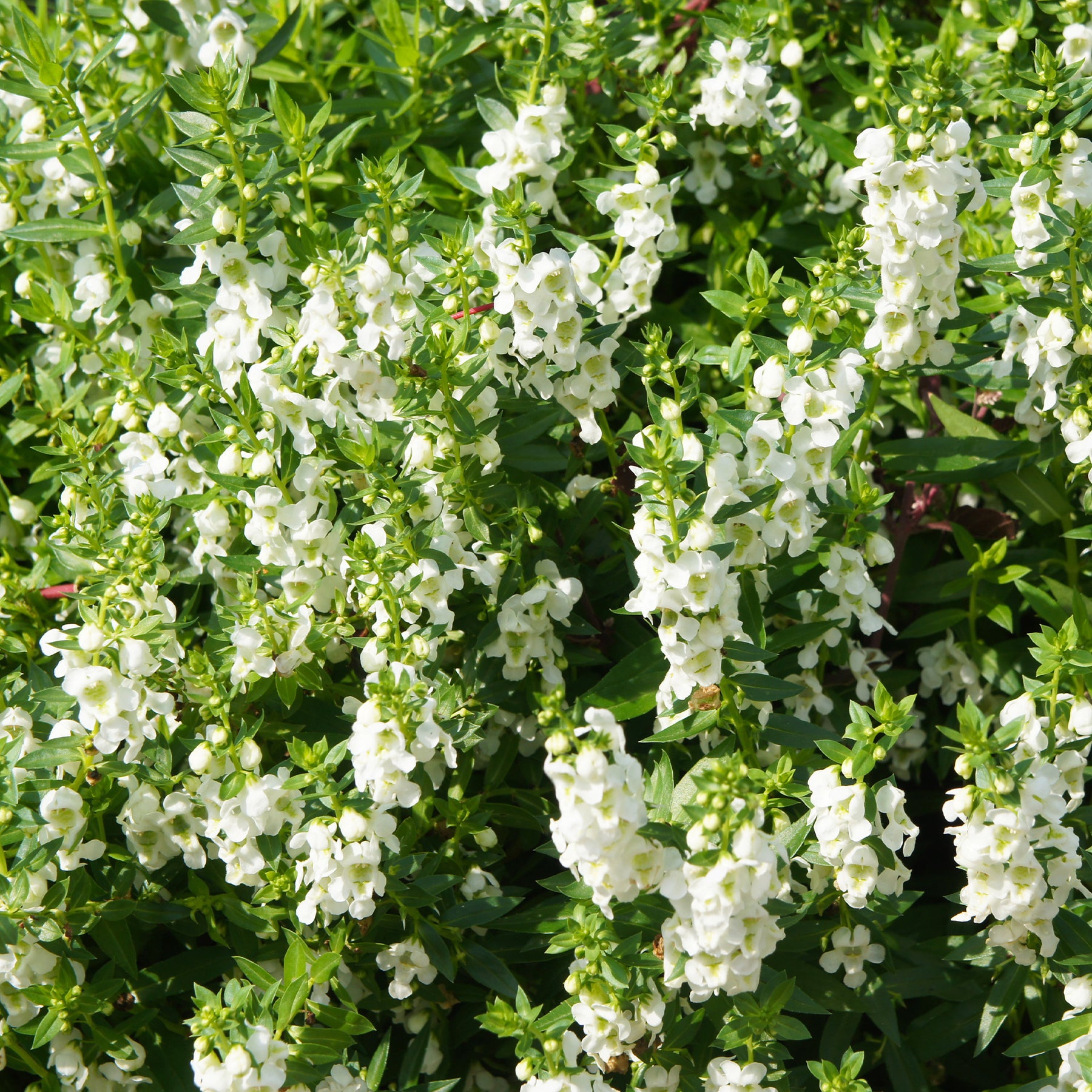 Witte angelonia - Willemse
