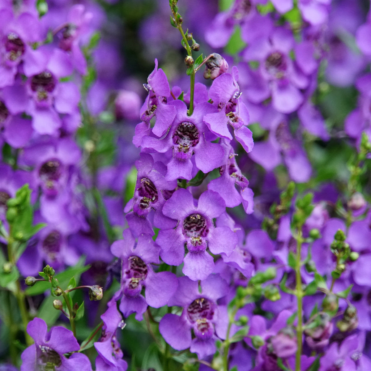 Angelonia - Angelonia - Bloeiende planten