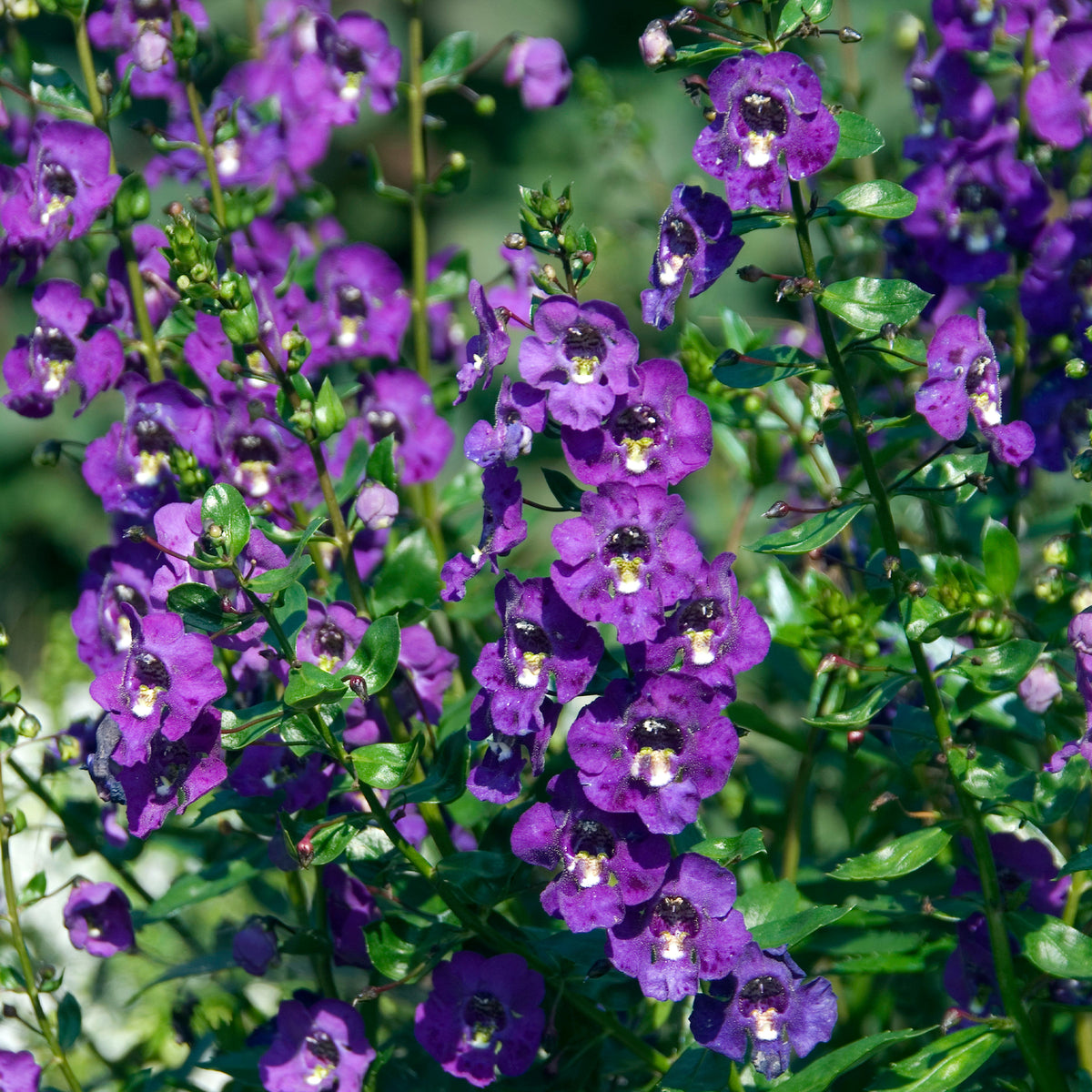 Angelonia - Angelonia - Willemse