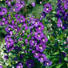 Angelonia - Angelonia - Willemse