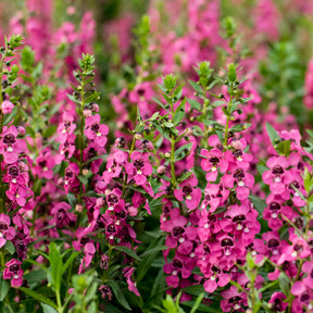 Roze Angelonia - Angelonia pink - Willemse