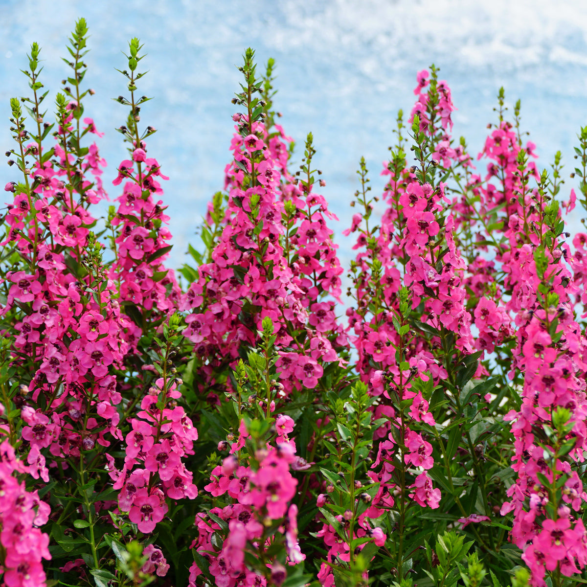 Roze Angelonia - Willemse