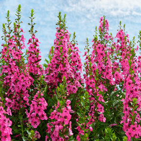 Roze Angelonia - Willemse