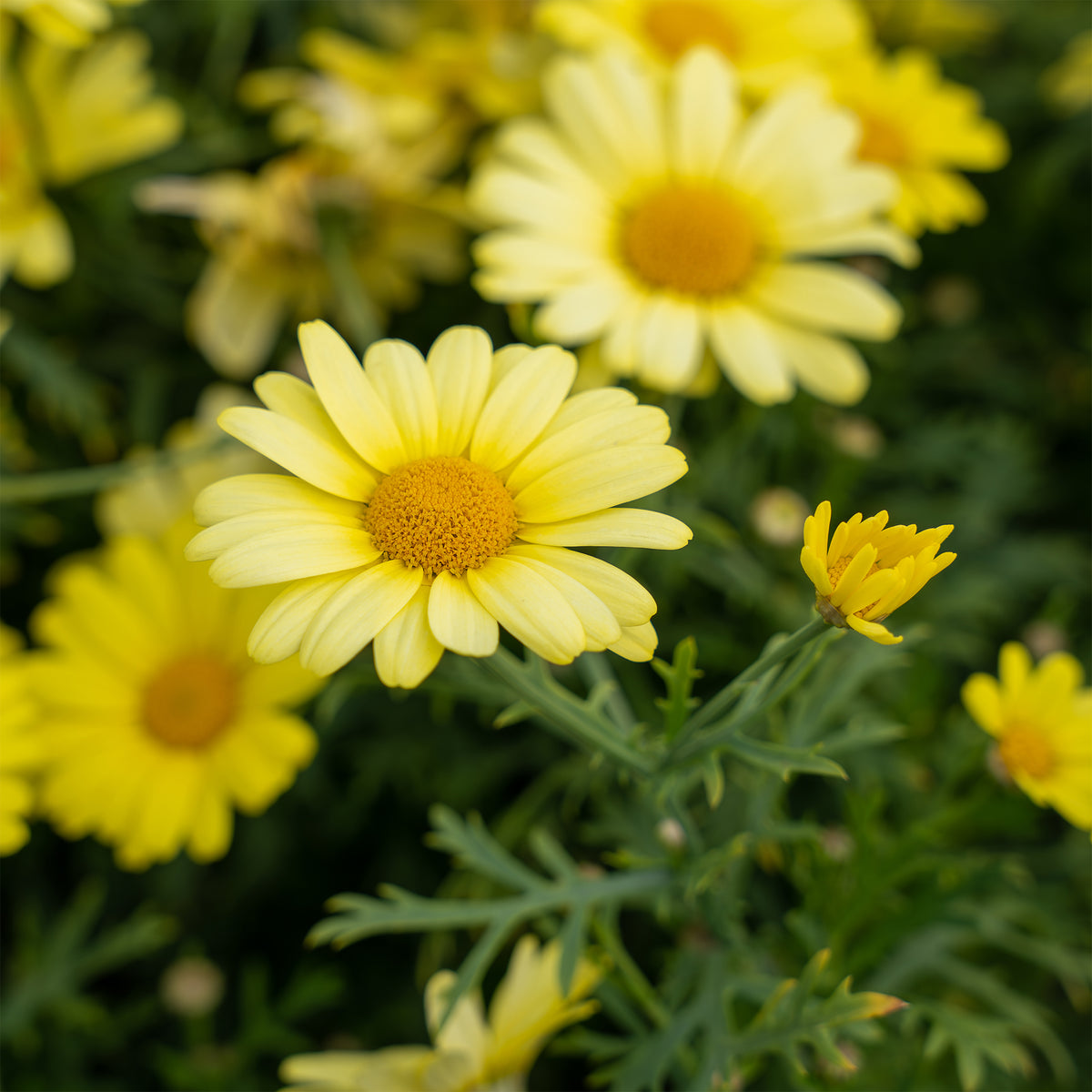 Argyranthemum Grandaisy® Gold - Argyranthemum Grandaisy ® Gold - Willemse