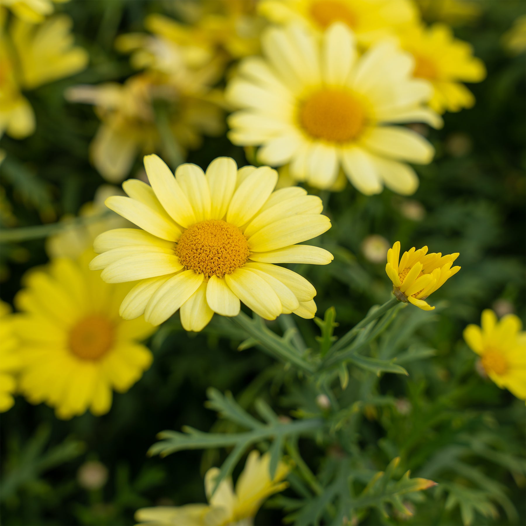 Argyranthemum Grandaisy® Gold - Argyranthemum Grandaisy ® Gold - Willemse