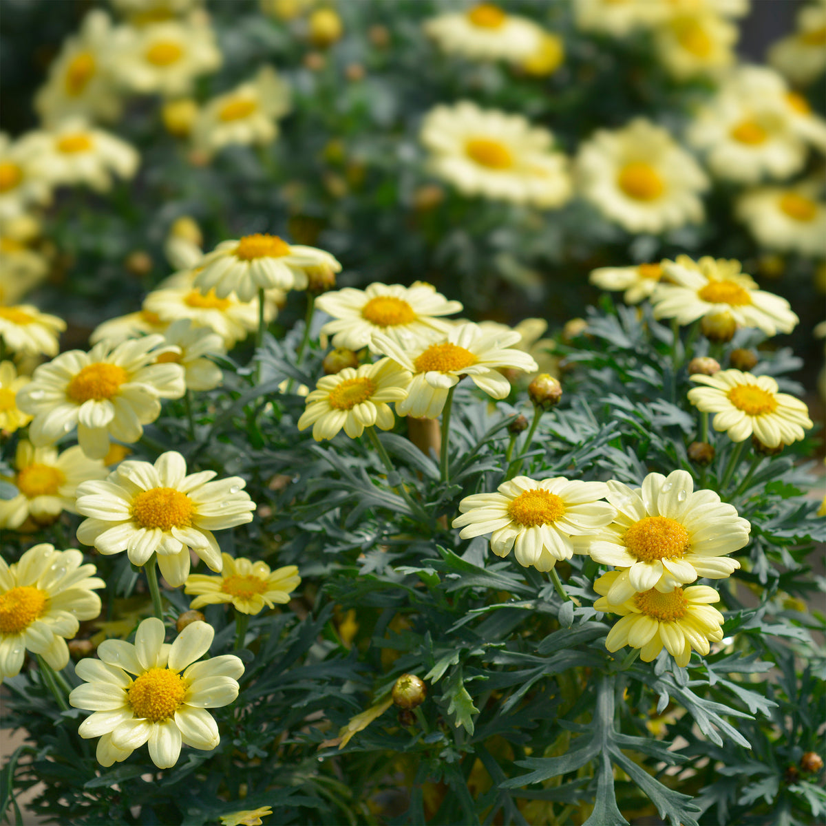 Argyranthemum Grandaisy® Gold - Willemse