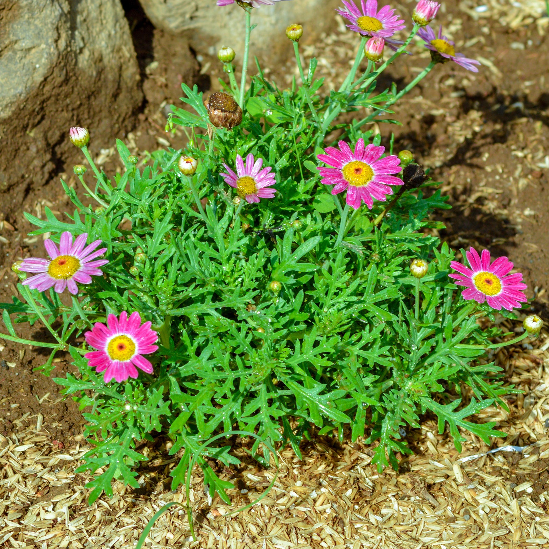 Argyranthemum Grandaisy ® Pink Tourmaline - Willemse