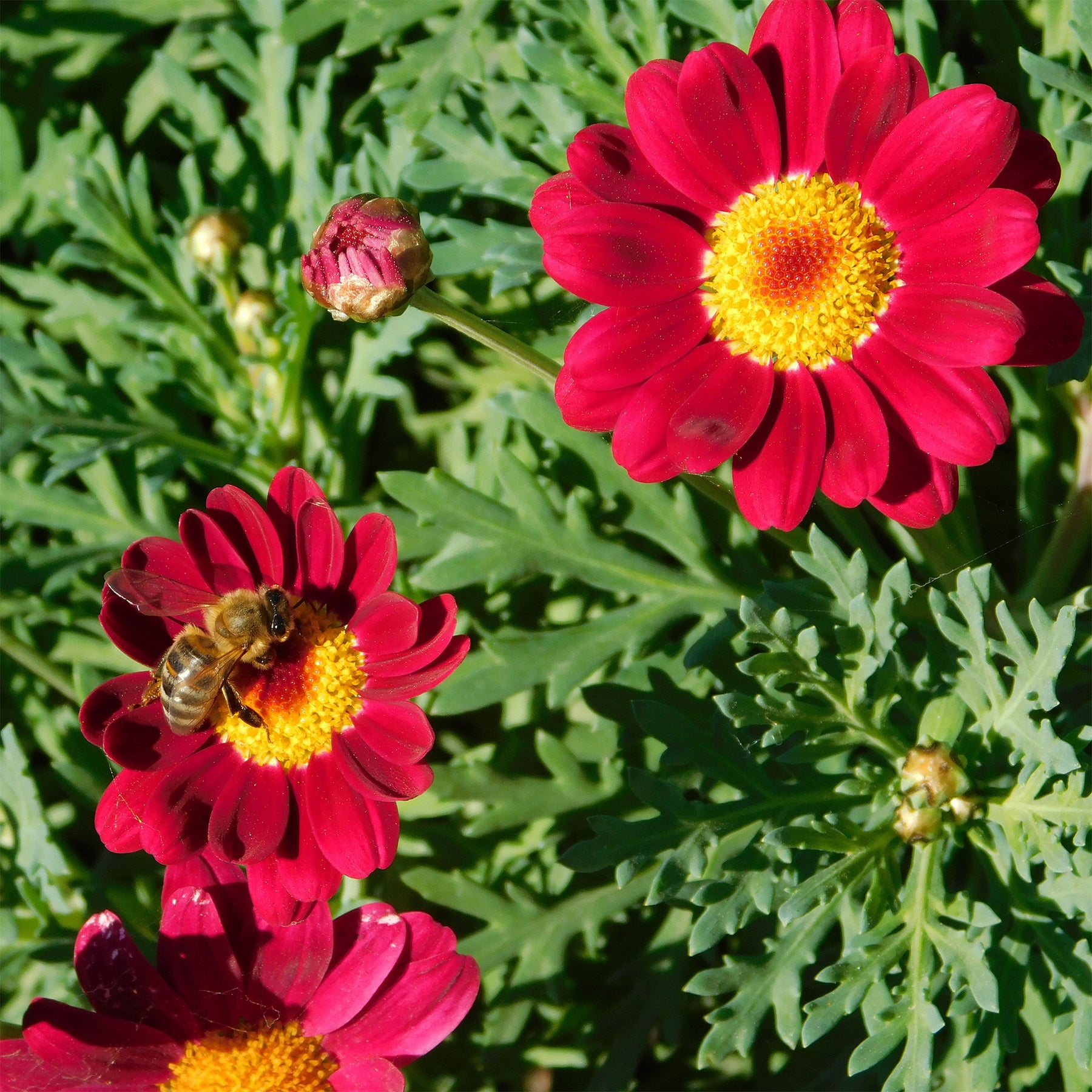 Argyranthemum Grandaisy ® Ruby - Willemse