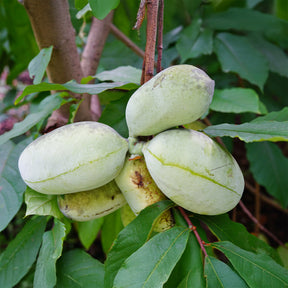 Asimina triloba - Asimina triloba - Willemse