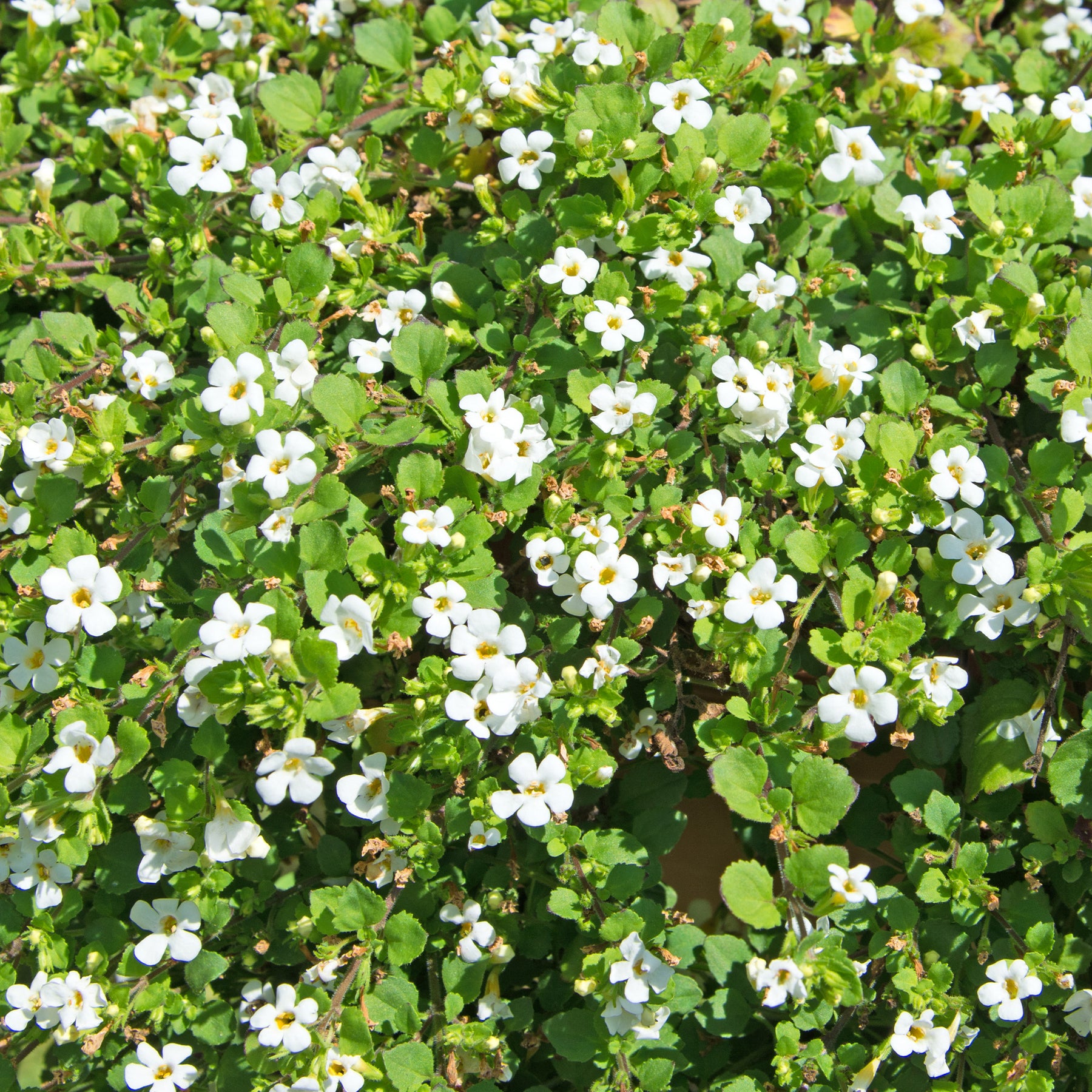 Witte bacopa - Willemse