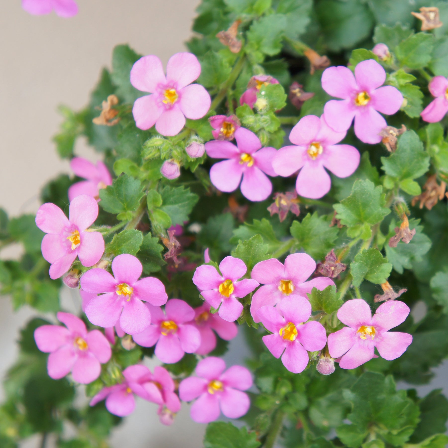 Roze bacopa - Bacopa pink - Willemse