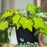 Begonia Lima Love - Begonia rex Beleaf Lima Love - Willemse