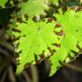Begonia Lima Love - Willemse