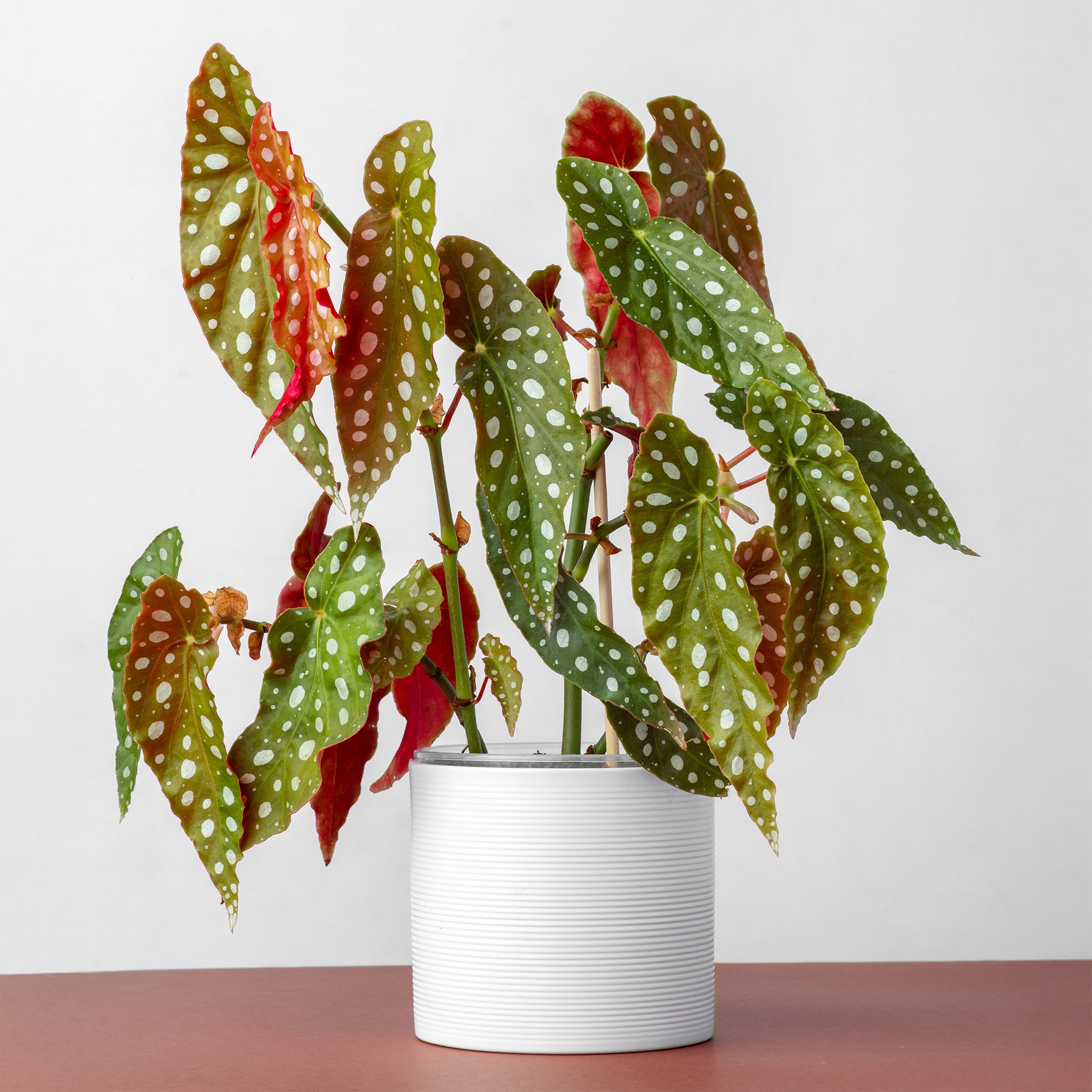 Stippenplant /Begonia maculata - Begonia maculata - Willemse