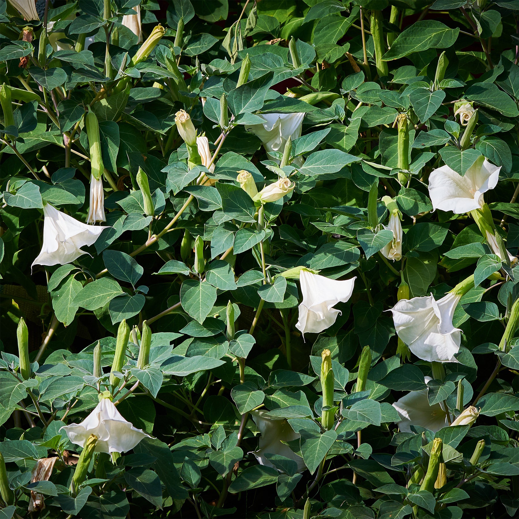Verkoop Brugmansia - Brugmansia arborea