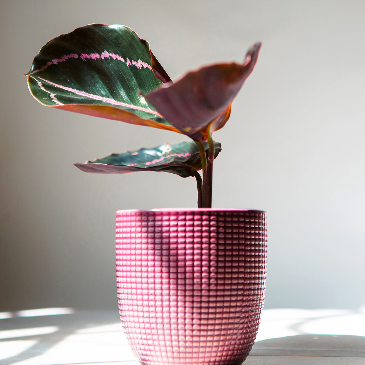 Calathea roseopicta 'Dottie' / Pauwenplant - Calathea roseopicta Dottie - Willemse