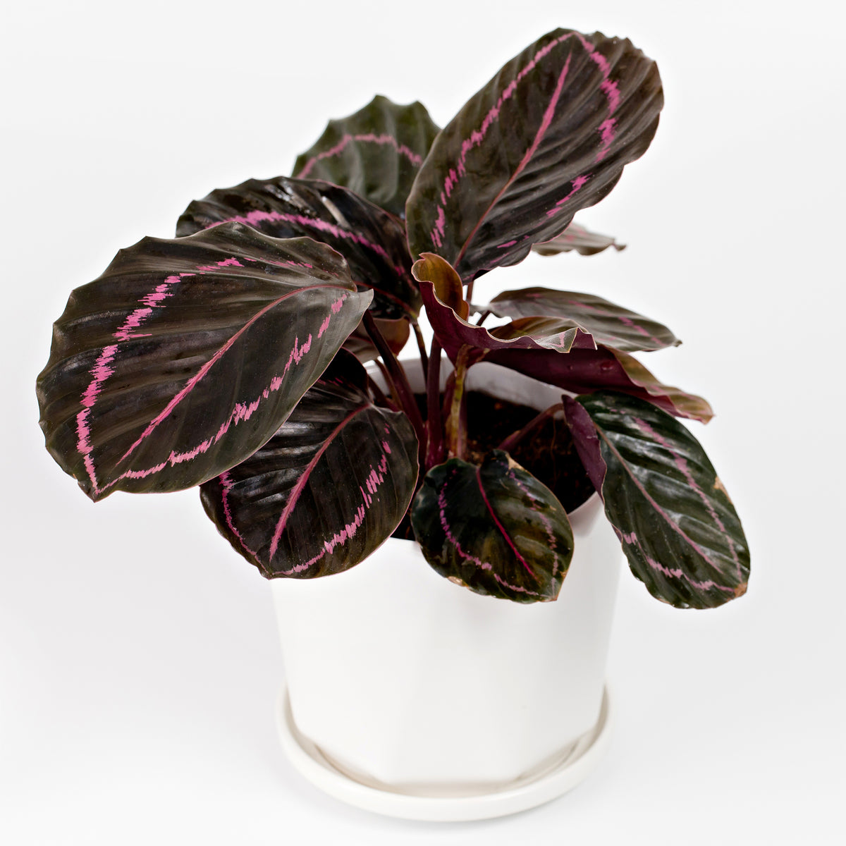 Calathea roseopicta 'Dottie' / Pauwenplant - Willemse