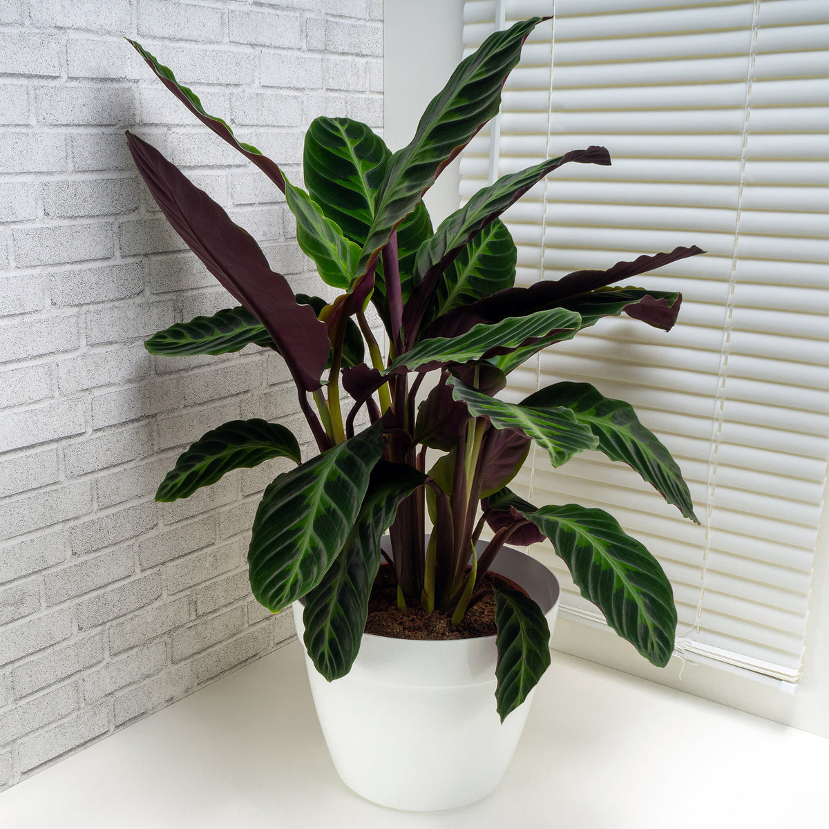 Calathea Warscewiczii / Pauwenplant warscewiczii - Calathea warscewiczii - Willemse