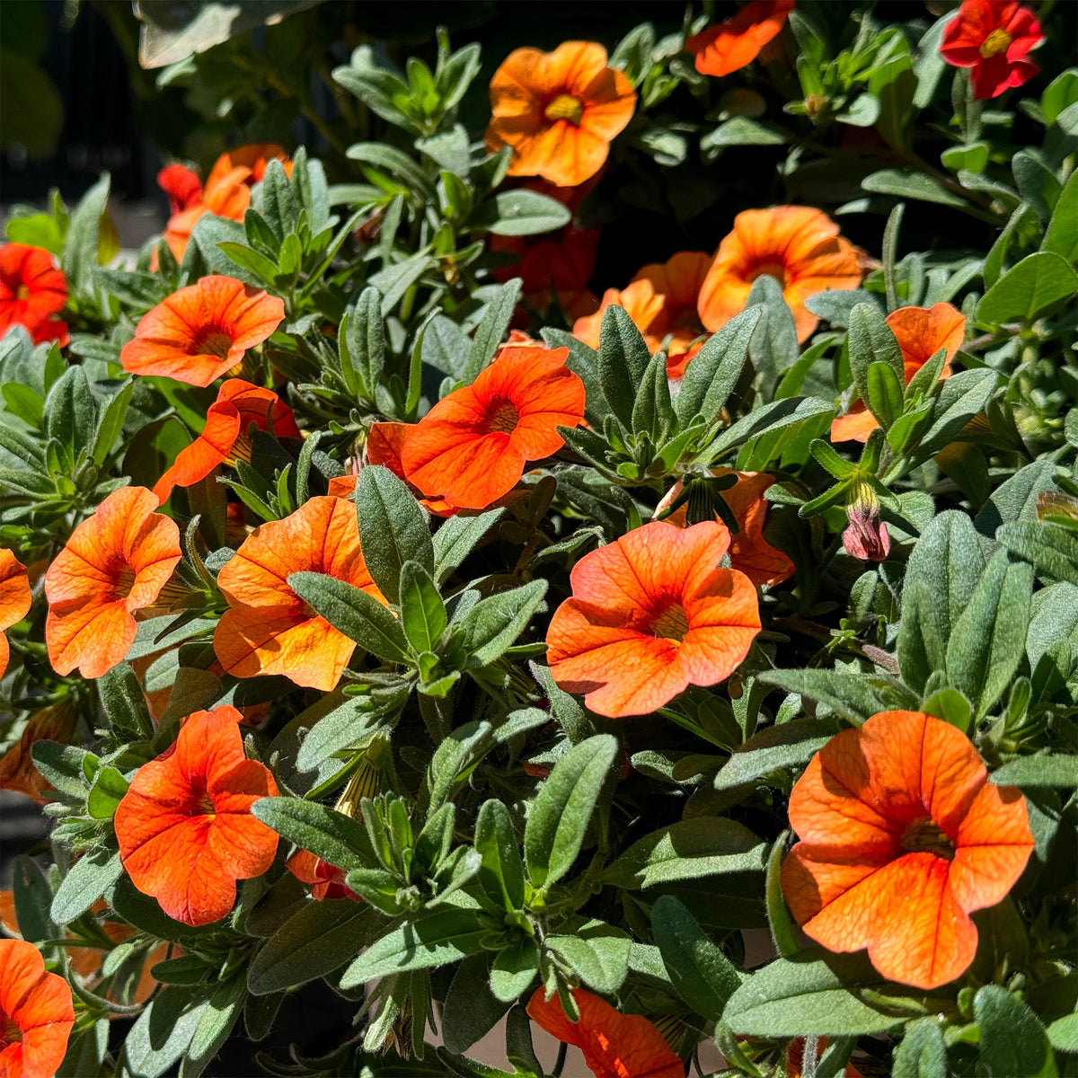 Oranje mini-petunia  (x3) - Willemse