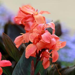 Canna Angelique - Willemse