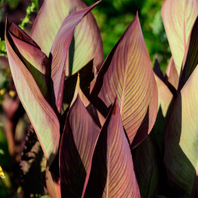 Canna Angelique - Canna indica Angelique - Willemse