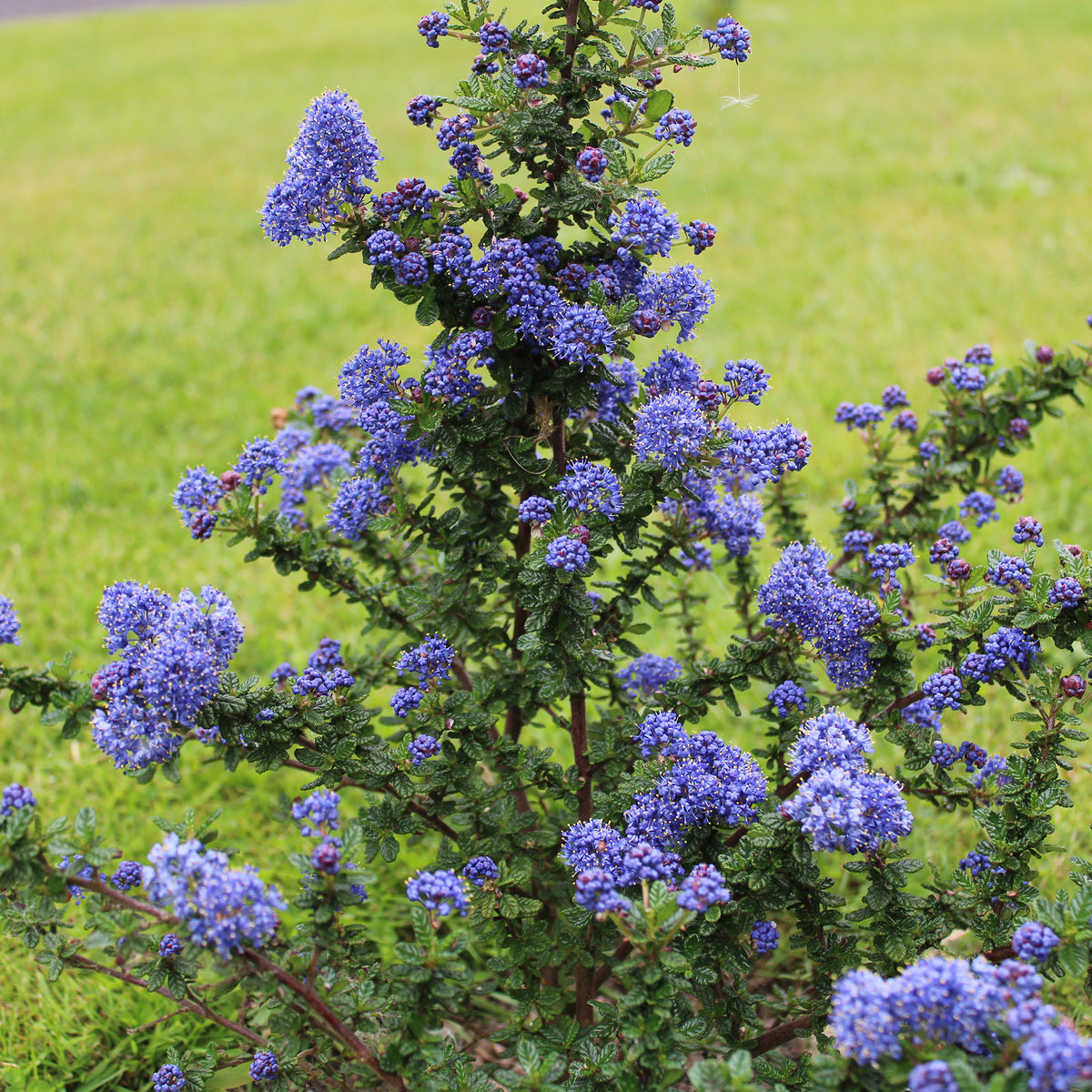 Ceanothus Dark Star / Amerikaanse sering - Ceanothus impressus Dark Star - Willemse