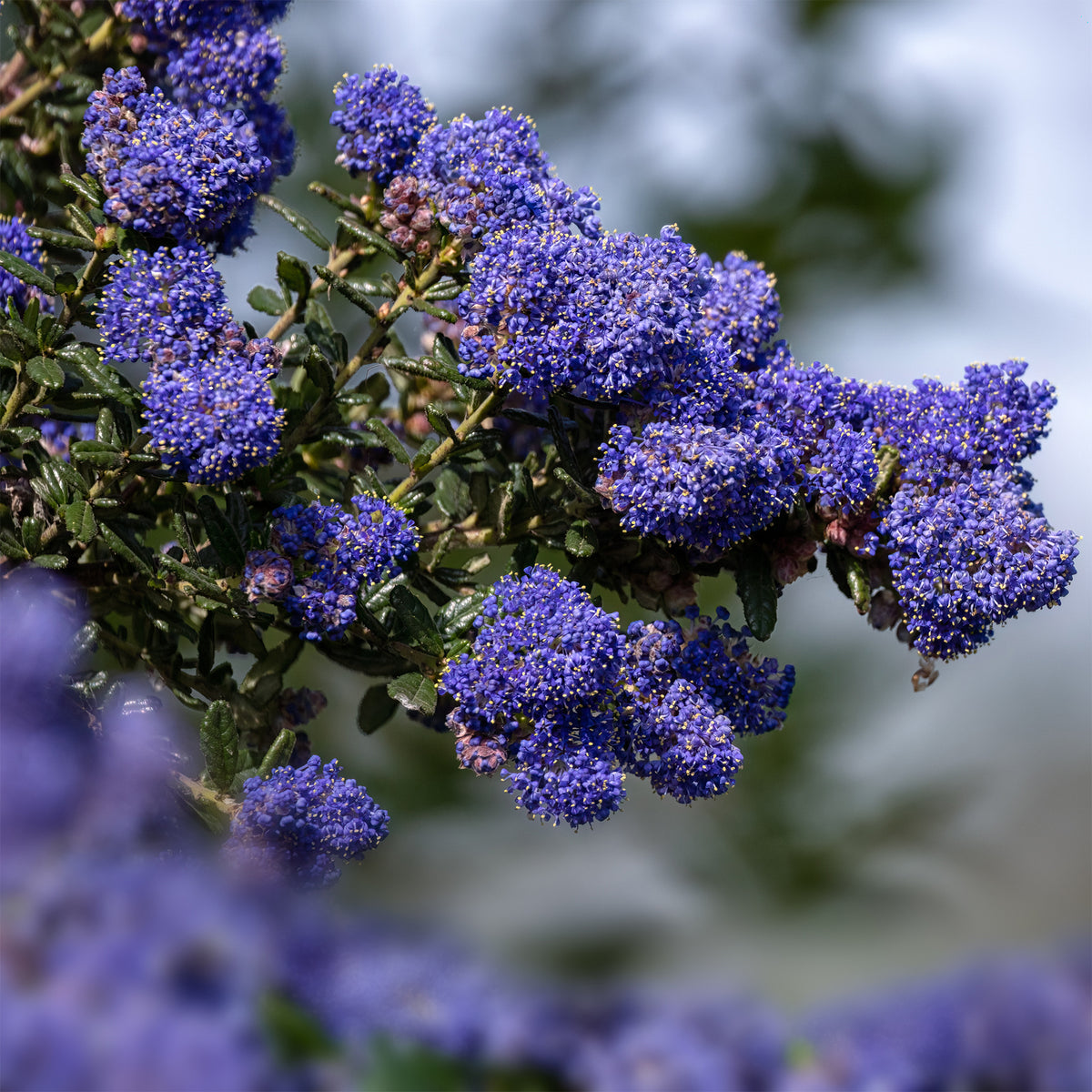 Ceanothus Dark Star / Amerikaanse sering - Willemse