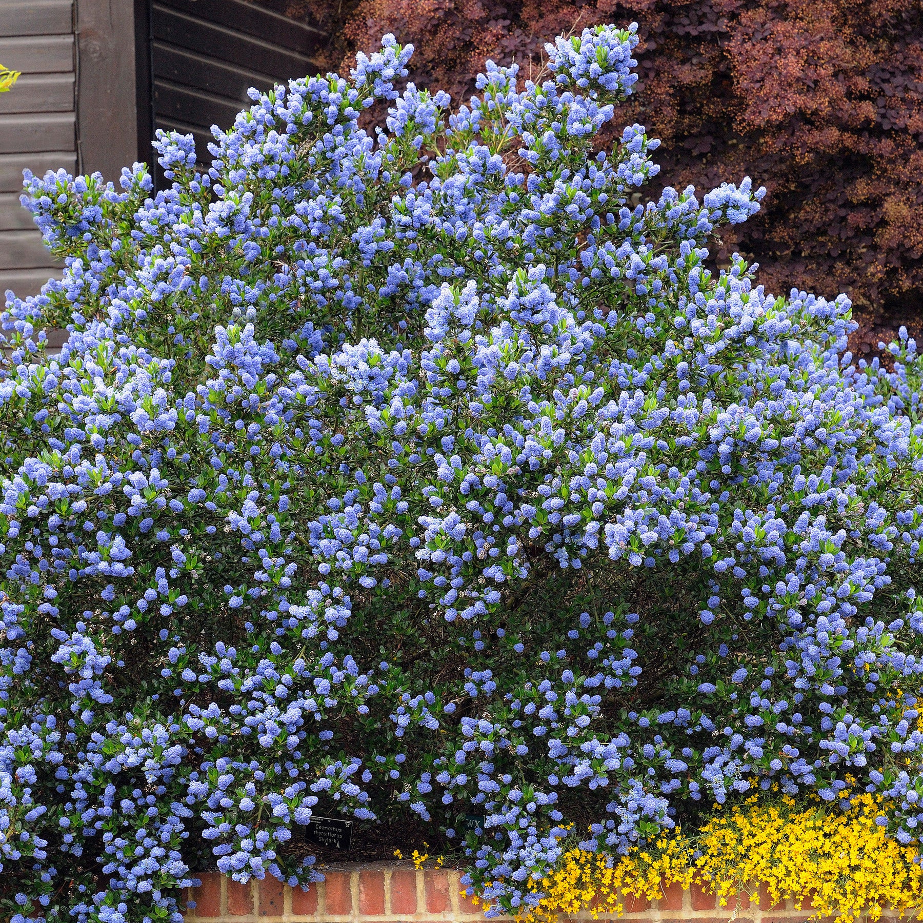 Ceanothus thyrsiflorus Skylark - Ceanothus Skylark / Amerikaanse sering - Ceanothus - Californische sering