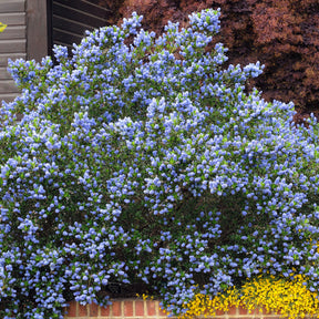 Ceanothus thyrsiflorus Skylark - Ceanothus Skylark / Amerikaanse sering - Ceanothus - Californische sering