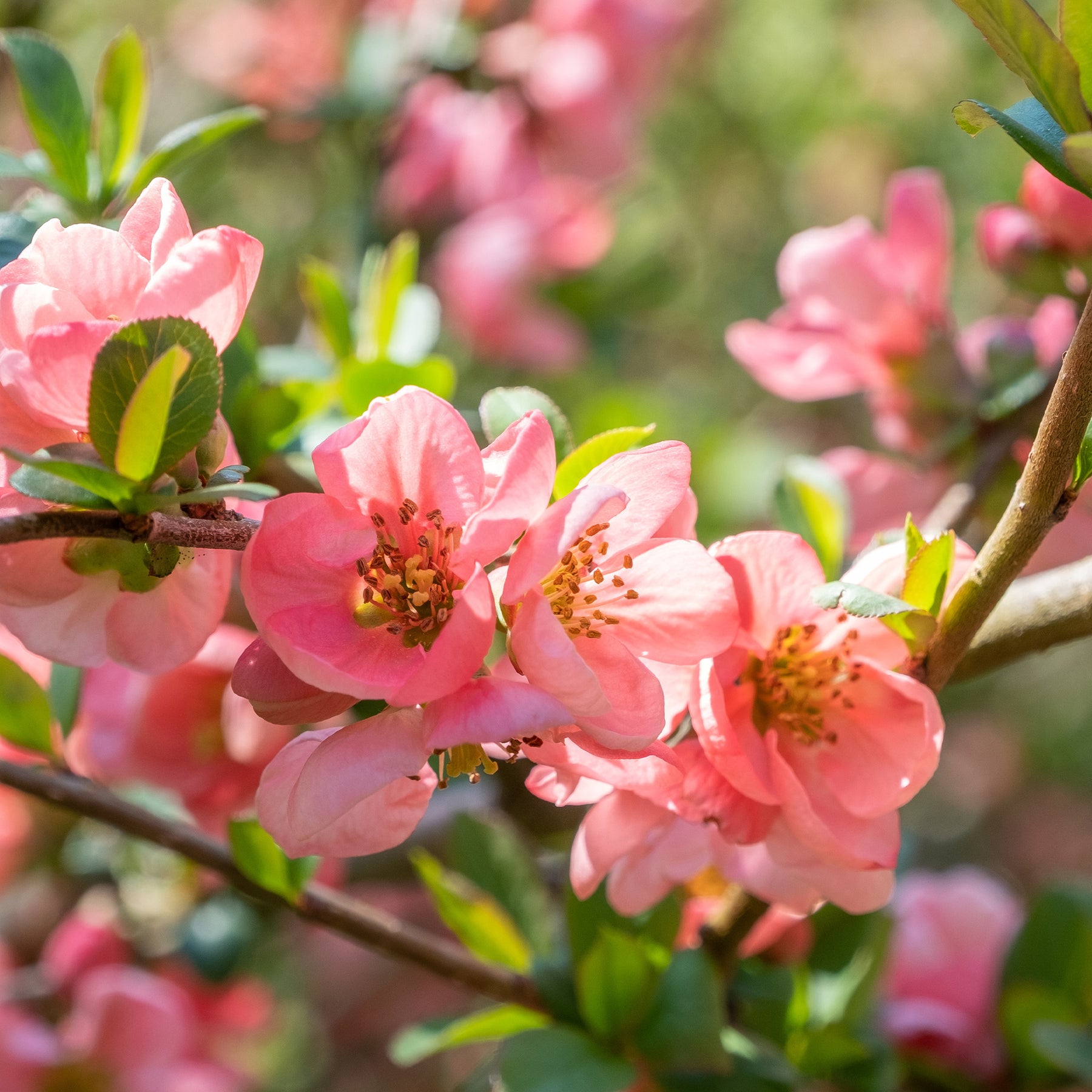 Japanse kweepeer Pink Lady - Willemse