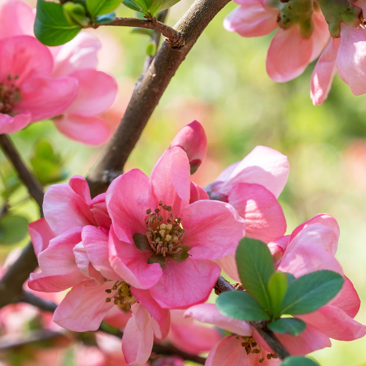 Japanse kweepeer Pink Lady - Chaenomeles x superba Pink Lady - Willemse