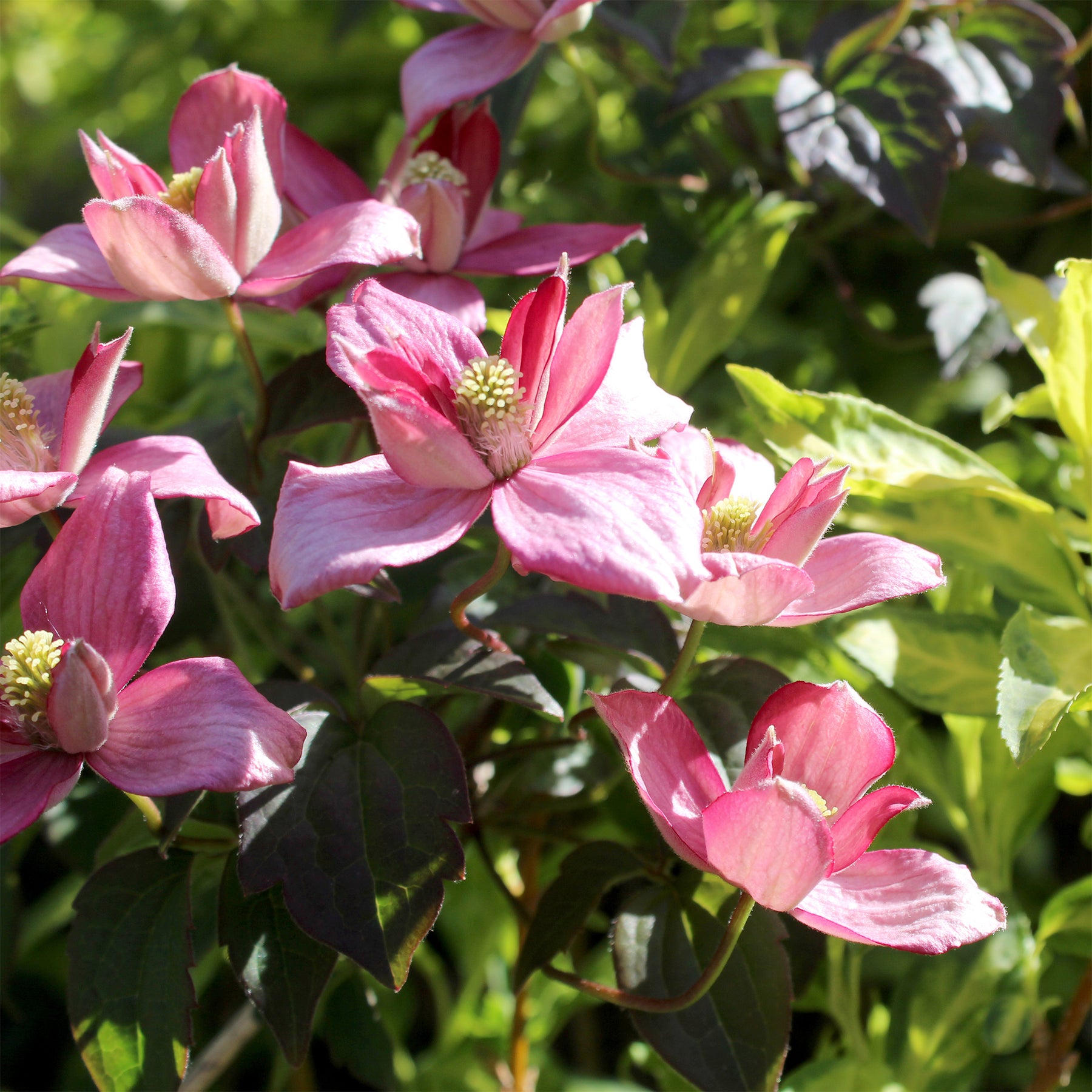 Bosrank 'Broughton Star' - Clematis montana Broughton star - Willemse