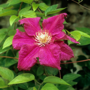Bosrank 'Ernest Markham' - Clematis viticella Ernest markham - Willemse