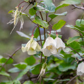 Bosrank 'Jingle Bell's' - Willemse