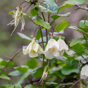 Bosrank 'Jingle Bell's' - Willemse