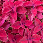 Siernetel Roodkop - Coleus Redhead - Willemse