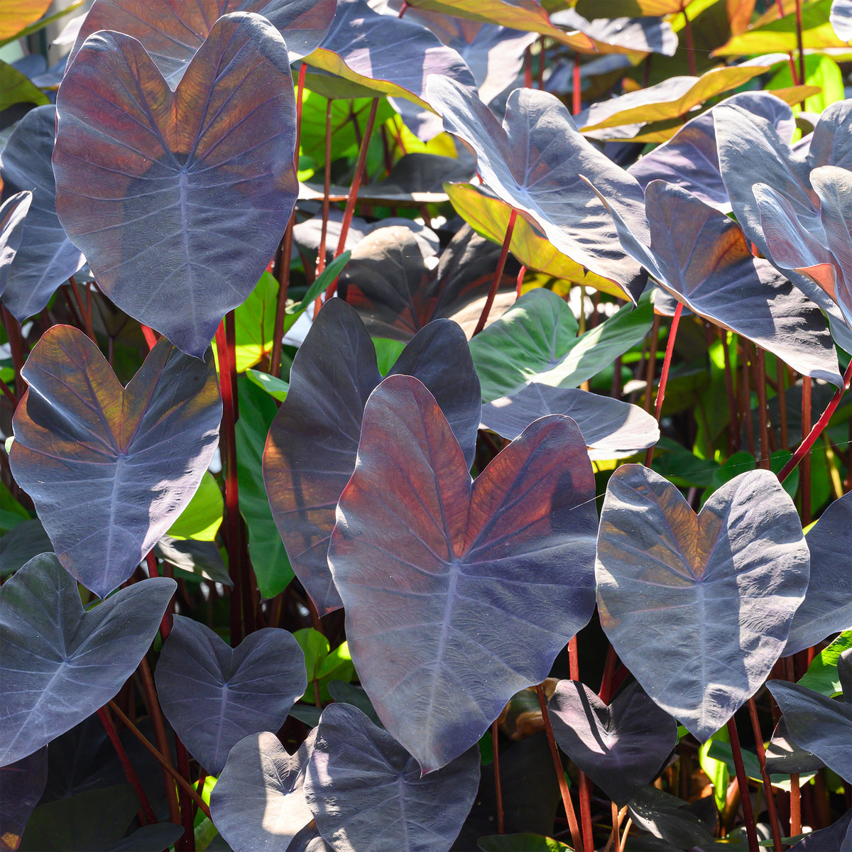 Colocasia 'Black Magic' / Olifantsoor - Colocasia rubra Black Magic - Willemse