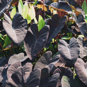 Colocasia 'Black Magic' / Olifantsoor - Willemse